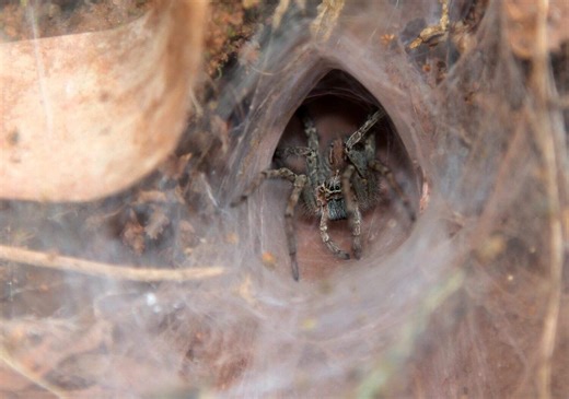 This Newly Discovered Tarantula is Half the Size of a Paperclip
