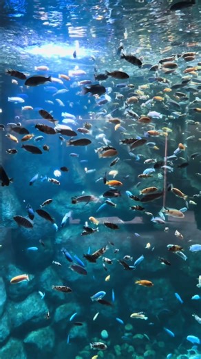 POV: you’re hypnotized by cichlids ✨😵‍💫