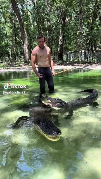Gator pets for Big Mac! Do gators like being pet? NOPE, not that I know of, in my 20yrs of working with them I have no evidence of them enjoying being pet anywhere, as you can see Big Mac is highly annoyed by my human desire to pet things 😂. At best I’ve seen them tolerate it, but definitely not seek it out or enjoy it. There are a few videos out there of very clear feeding responses that handlers take advantage of to let them, but the behavior is clearly food oriented. Our rescue gators are wi