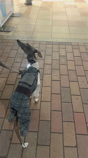 Wonderful dog in Japan🇯🇵 ||animals and cultures with Heer||