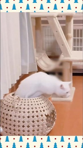 あそぶ猫🐱 #ハンドメイド #diy #猫ちぐら #紙バンド #クラフトバンド