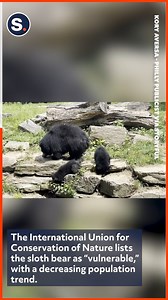 6.6K views · 145 reactions | The Philadelphia Zoo debuted a pair of adorable sloth bear cubs! | storyful | Facebook