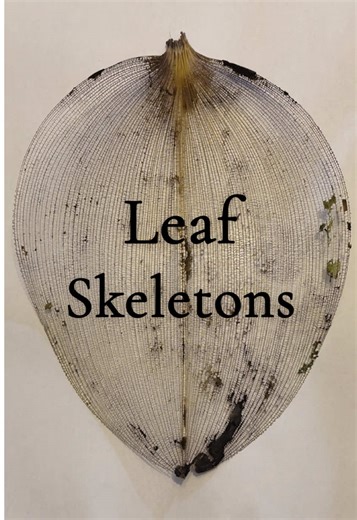 Discovering an Orchid Leaf Skeleton: A Unique Find