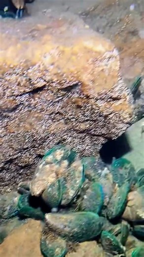 1.9K views | “Diving Deep to Catch Crabs, Lobsters & Wild Seafood Under the Sea” #diving #deepdiving #underwater #catching #oceanlife | Deep-Girl | Facebook