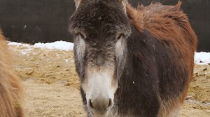 Visit the "Big Ears" Donkey Ranch where you will see the Mammoth Donkey breed, which is the world's largest donkey breed where females or jennies have to be at last 54 inches and males known as Jacks have to be at least 56 inches tall. The breed have a very calm disposition and the owners describe them as more cautious then stubborn when put to work. | Prairie Farm Report