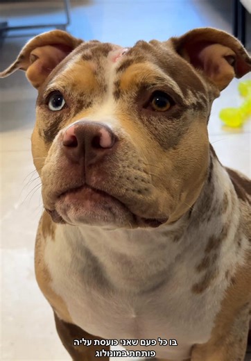 תרגום לשיחה עם כלבים כועסים