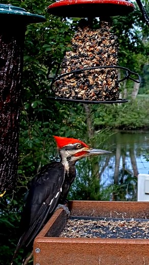 Incoming! A Pileated Woodpecker arrives and scatters European Starlings and a Red-winged Blackbird from the Cornell Feeders. After landing on the platform, he begins to excavate chunks of seed from the seed block with his massive bill. This male has become a regular visitor at the feeder lately. Watch for him LIVE at https://AllAboutBirds.org/CornellFeeders | Bird Cams