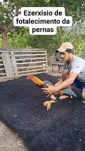 149K views · 2.8K reactions | #barbudos #Matriz #Jack #galos #pintinhos #ovos #so #qualidade #frangos #top | cocheira galos Moura | Facebook