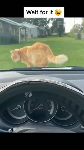 Funny Animals: Cats and Dogs Being Adorable