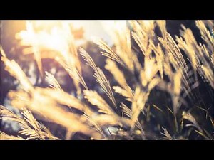 メンデルスゾーン: ヴァイオリン協奏曲 ホ短調：第1楽章［ナクソス・クラシック・キュレーション #切ない］