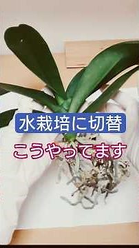 胡蝶蘭の水栽培への切り替える際の根の整理と株の固定で根冠祭り