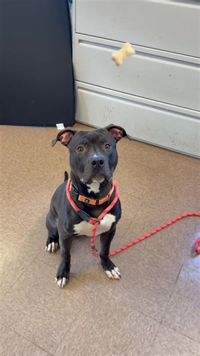 Some times the misses are funnier than the catches. Adoptable pogo is usually precise but how adorable is this attempted treat grab. Pogo is a gem ! The sweetest lovable boy you’ll ever meet. He loves literally everyone and is looking for a forever home to love him back. Please call us at 860-291-7572 and learn more about adopting Pogo. | East Hartford, CT Animal Control