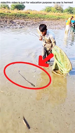 মাছ ভেবে কি ধরেছিল লোকটি #viralvideo #fish #netfishing #fishtrap #fishing #fishinglife #fishingtime