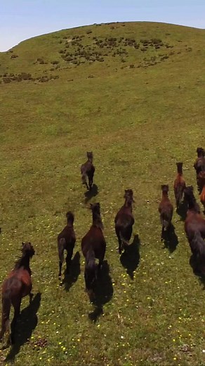 Beautiful Horses and Cute Animals in Nature with Relaxing Music