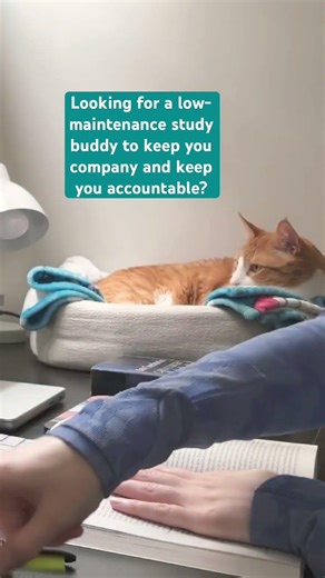 Looking for the perfect study buddy?