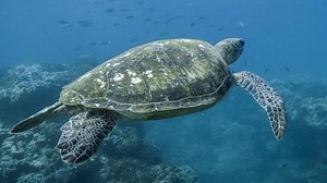 REVIEW: Blue is a documentary rushing to the defence of our oceans before it is too late