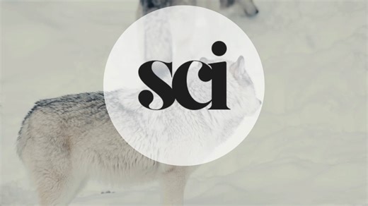 Meet the grey wolf, powerful hunter, devoted family member, and a true guardian of the wild. 🐺✨ #GreyWolf #WildlifeFacts #NatureLovers #SaveTheWolves #WildlifeConservation #PredatorsOfTheWild #AnimalKingdom #sciin60 | Sci in 60