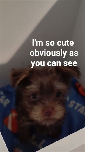 One of our precious little CKC yorkie puppies has something to say 😊