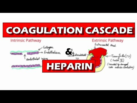 Coagulation Pathway and Mechanism of Action of Heparin