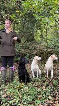 Perfect Timing: One Duck Retrieve Per Labrador | Incredible Teamwork in Action 🦆🐾