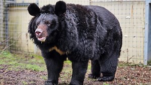Bear rescued from a bombed-out Ukraine zoo finds a new home