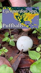 19K views · 454 reactions | Puffballs: Food & Medicine! Puffball...