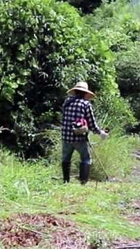 【切り抜き】草刈り機作業のコツ連続リズムで効率アップ！便利屋なんでもやが教える