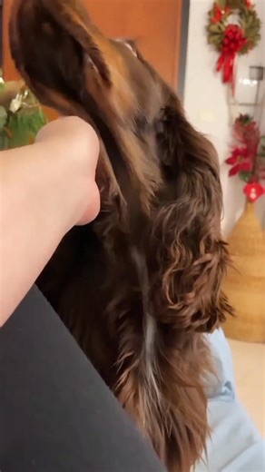 Must be heaven 📹 [@triplechocolate__muffin](https://www.instagram.com/triplechocolate__muffin/) | Cocker Spaniel Lovers