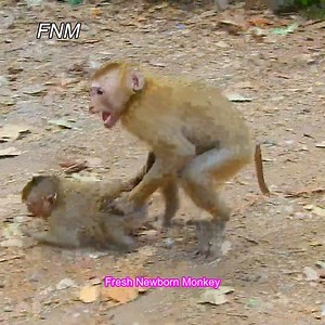 Oh..God this monkey play &drag baby Rainbow so hard, Fresh Newborn Monkey 3578 | Fresh Newborn Monkey | Facebook