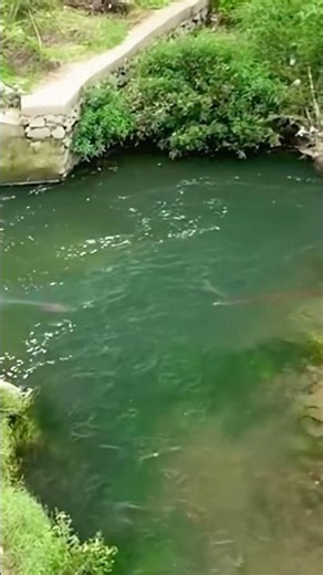 Perfect cast net throw catches tons of fish #fishing #technique #satisfying