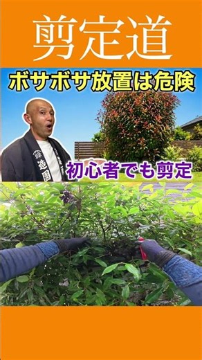 Red Robin Pruning for Beginners: Don't Let It Get Overgrown, Give It a Try!! #GardenMaintenance #...