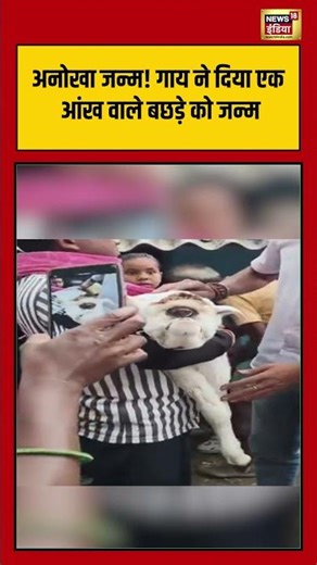 Viral Video: अनोखा जन्म! गाय ने दिया एक आंख वाले बछड़े को जन्म | #cowbaby #viralnews #shorts