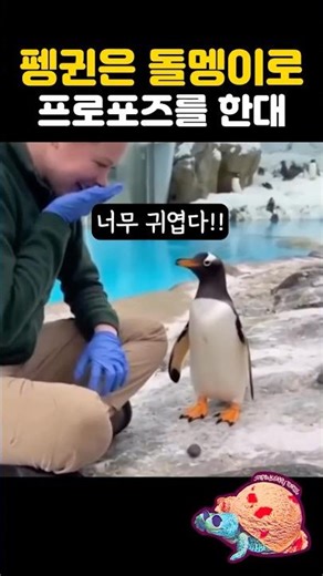 펭귄은 돌멩이로 프로포즈를 한대ㅎㅎ 졸귀ㅜ