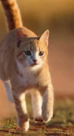 Cat Chases a Cheetah… Then Loses Him 😂🐱🐆 | Funny Animal Moment