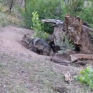 3.8M views · 232K reactions |  Two endangered Mexican gray wolves are now the proud parents to seven pups at the Albuquerque Zoo. Welcome to the world!  | WRTV | Facebook