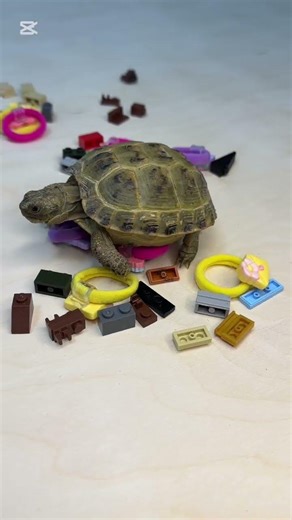 Turtle Walking Over LEGO & Rings 🐢🔥 So Satisfying! #asmr #satisfying #relaxing #oddlysatisfying