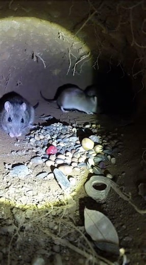 🐭 Mice in Their Hidden Tunnels – Nature Up Close
