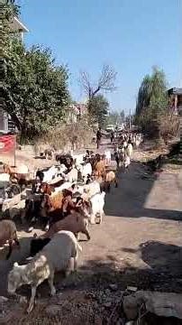 Nomadic Bakarwal Families Started Migrating Back Plain Sreas as winter season || 2-11-2025