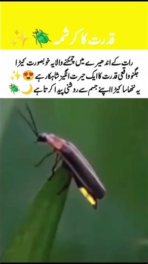 Amazing Glowing Insect at Night 😍✨