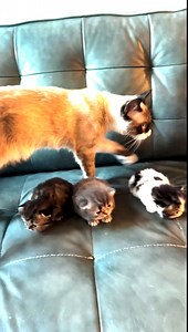 549K views · 2.7K reactions | Day 19New Life with Cyrus, Uncle Dandy, Queen Roma & the Royal Kittens  #persiancats #kittens #ragdoll #cutecats #funnycats  | Cyrus | Facebook