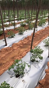 1.9K views · 102 reactions | Precision farming with #JainTechnology for your farms to flourish and thrive with #MoreCropPerDrop  #JainIrrigation #AgTech #JainDrip #Precision #Farming #Agriculture #JISL | Jain Irrigation Systems Ltd. | Facebook