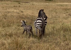 1.2M views · 26K reactions | Moments after birth, a newborn zebra foal takes her first wobbly steps as mother cleans, cares and guides煉 #foal #zebra #zebras #babyzebra #babyanimals #birthing #calvingseason #newborn #gamedrivesafari #wildlife | Wildfriends Africa | Facebook