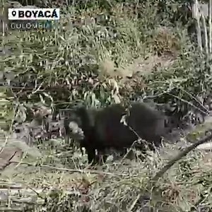 22K views · 264 reactions | This endangered spectacled bear is back in the wild after being rescued last year suffering from malnutrition. Wildlife officials in Colombia say the bear gained more than 40 pounds during treatment. https://abcn.ws/3rN0aM3 | ABC News | Facebook