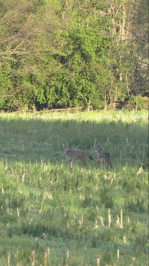 Coyote hunting! New sounds bringing coyotes out in the daylight. #foxpro #coyote #hunting #wildlife