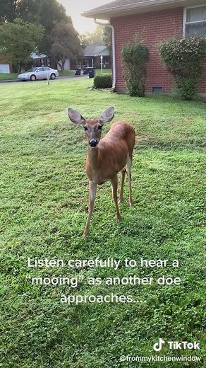 Incredible Whitetail Deer Sounds You Must Hear