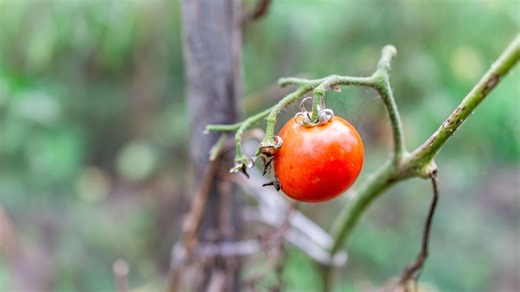 6 Reasons Why Your Tomato Plant is Wilting and What to Do About It