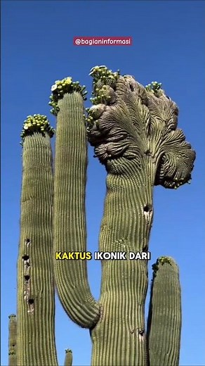 Kaktus Saguaro - Raksasa Padang Pasir yang Bisa Hidup Ratusan Tahun 🤔 #faktaunik #kaktus #saguaro