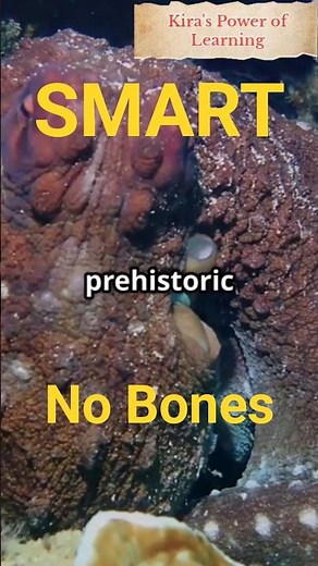 ‎“Cephalopods: The Ocean’s Smartest Shape-Shifters! 🦑✨”#animals #paleocene #prehistoricanimals
