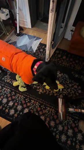 Adorable Black Lab Moments for Dog Lovers