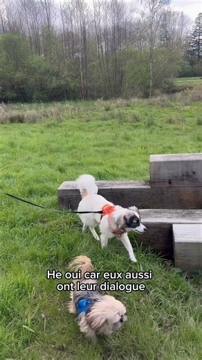 Apprendre la communication animale - si toi aussi tu as envie d’apprendre, envoies moi un message